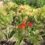 Showtuin Aartselaar Crocosmia Stipa Showtuin rreac04 Publiek Aartselaar Crocosmia